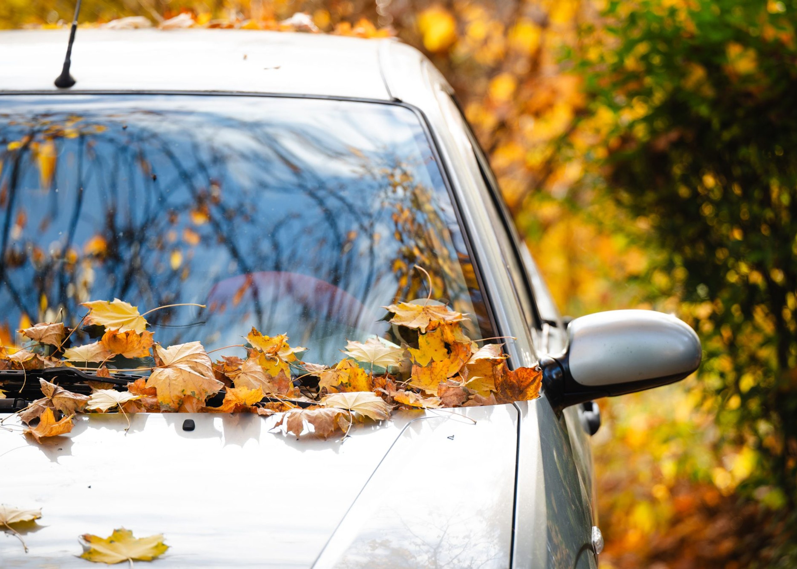 Fall Car Care