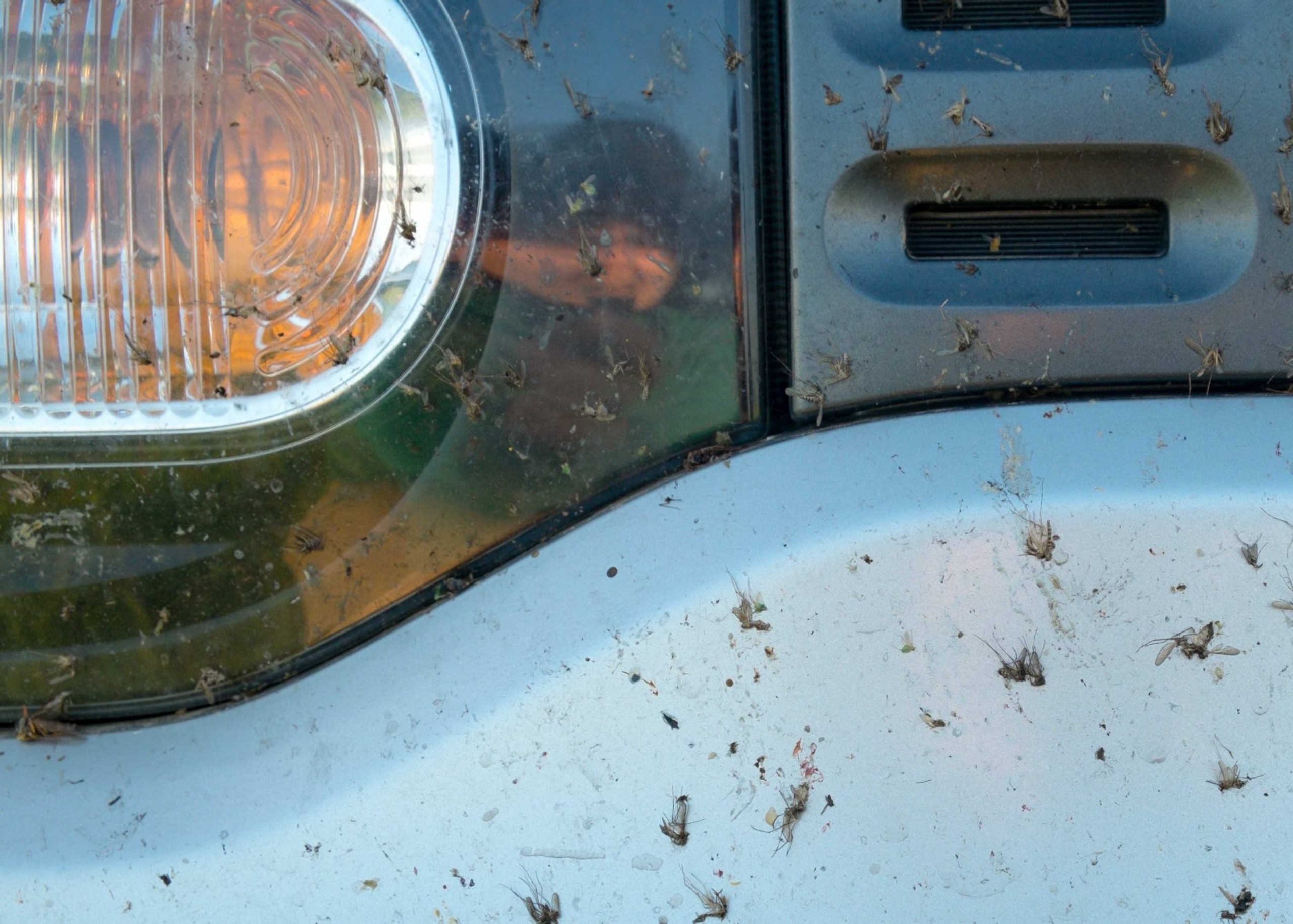Bugs