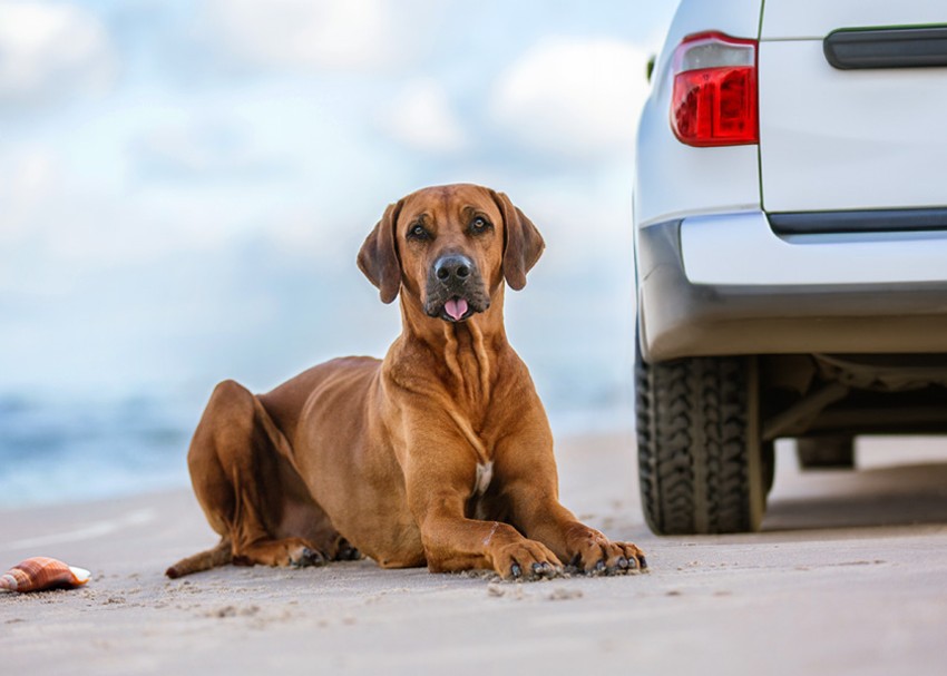 Dog Blog